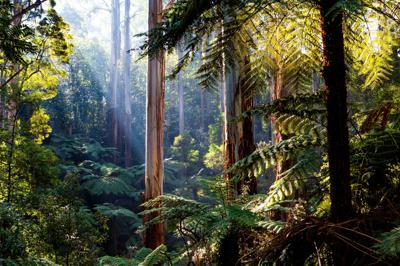 Native Australian rainforest scene. Lush green foliage, tall trees, dappled sunlight.