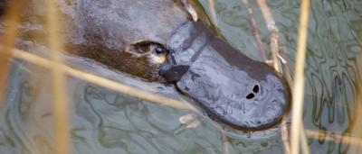 Platypus swimming among reeds in water.