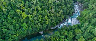 Green rainforest canopy, Wooroonooran National Park, Wet Tropics.
