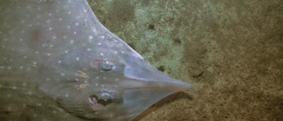Maugean skate, underside view, light brown, dark spots, fins, ocean floor.