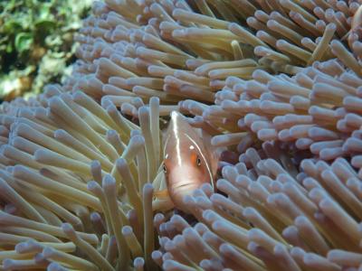 Clownfish swimming among vibrant sea anemone tentacles in a coral reef.