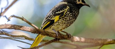 Regent Honeyeater bird perched on a branch, critically endangered.