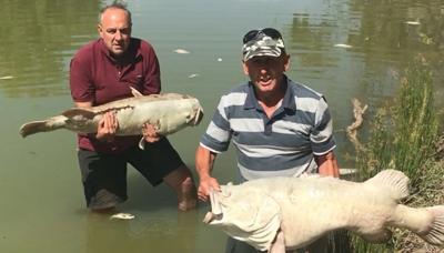 Dead fish floating in polluted water, likely a fish kill event.