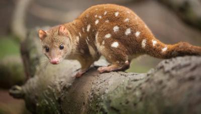 Quoll, a small Australian marsupial, with spotted fur, in a natural habitat.