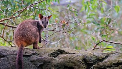 Wallaby in grassy field, facing right, with blurred background.