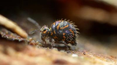 Katianna sp. in Montagu, South Africa. A small, brown insect on a green leaf.