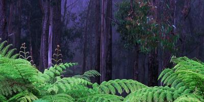 Ferns in lush green forest, overhead canopy.