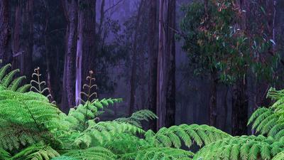 Ferns in lush green forest, overhead canopy.