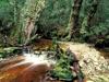 The Ballroom rainforest