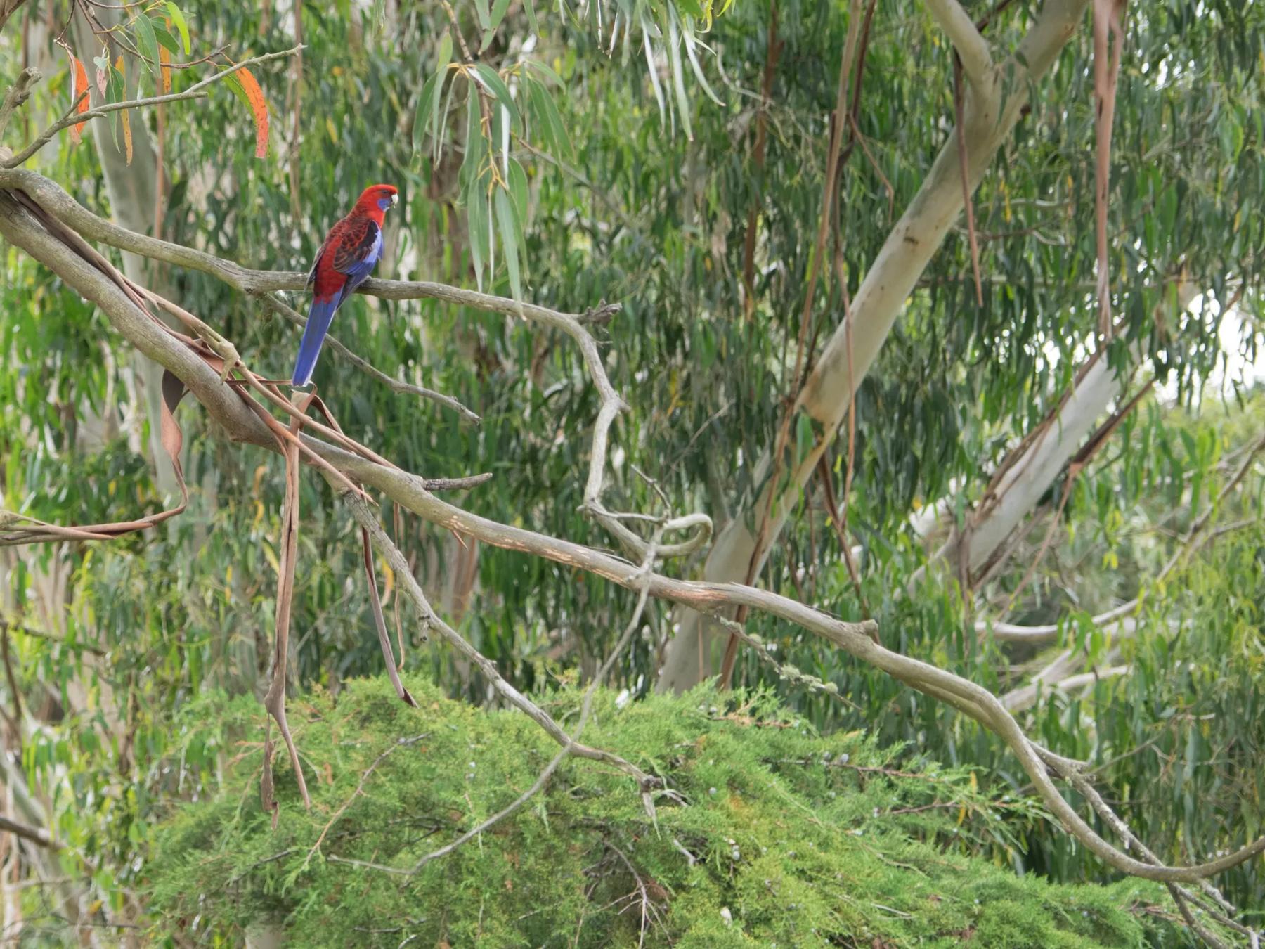 A crimson rosella perched in gum trees