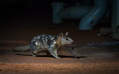 Northern Quoll on branch, Shutterstock credit.
