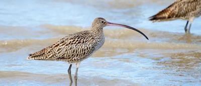 Eastern Curlew bird, brown plumage, long curved beak, standing on sand.