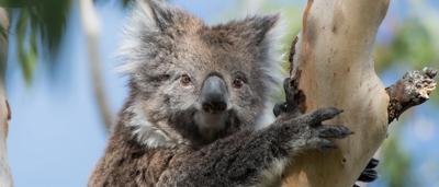 Koala clinging to a eucalyptus tree branch, brown fur, grey bark, green leaves.