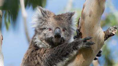 Koala clinging to a eucalyptus tree branch, brown fur, grey bark, green leaves.