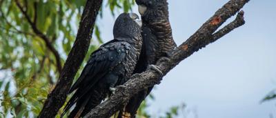 Green canopy of trees, sunlight filtering through leaves.