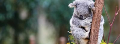 Koala in eucalyptus tree, daytime.