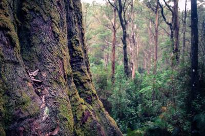 Giant Kalatha tree in Toolangi State Forest.