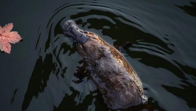 Platypus swimming in water, head above surface, natural habitat.