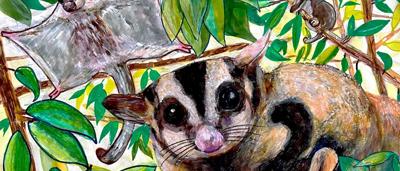 Sugar glider clinging to a tree branch, facing left.