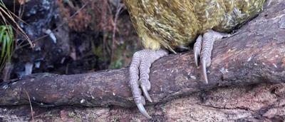 Adult kakapo. Credit: Department of Conservation