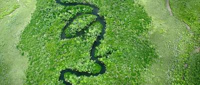 Mangrove trees in water, Shelburne, Australia.