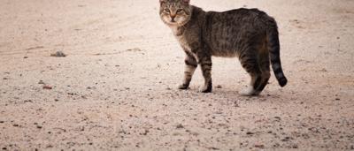 A person in a white shirt stands near a green tree, sunlight filtering through leaves.