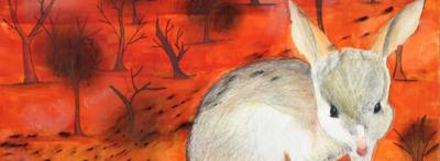 Bilby in a grassy field, looking towards the camera.