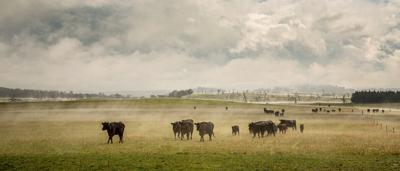 Man in a white shirt, standing, looking at a camera, outdoors, sunny day.