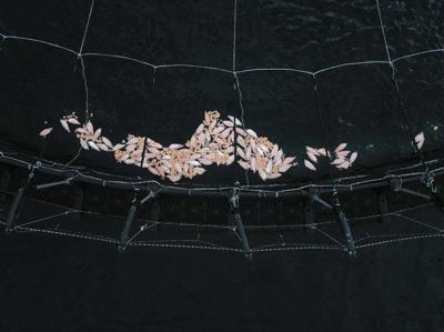 Roaring Beach salmon pens, ocean view, aquaculture infrastructure.