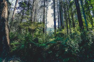 Rainforest treetop view, lush green canopy, sunlight, wet leaves.