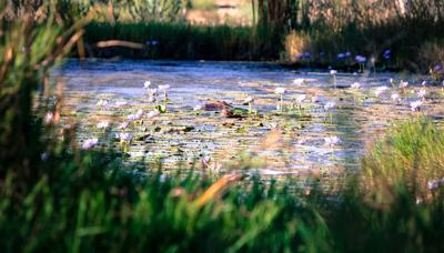 Header image: Spring landscape with trees, blue sky, and green grass.
