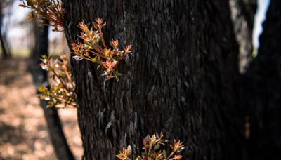 Regrowing forest, green canopy, sunlight, trees, nature.