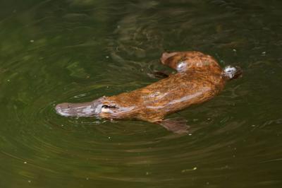 Platypus swimming in water, side view, showing bill and fur.