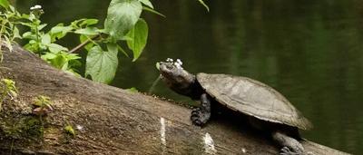 A person in a blue shirt stands near a large, dark-colored structure, possibly a building.