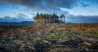 Deforestation image: Trees felled, barren land, sunlight, sky.