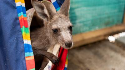 Header image: Annette Ruzicka and Joey, smiling, outdoors.