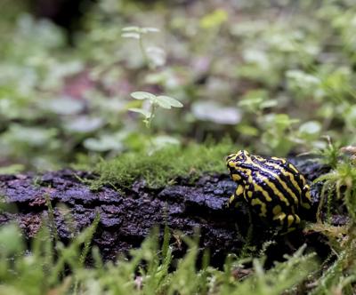Wildlife photo: Koala in eucalyptus tree, daytime.