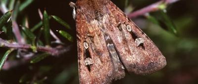 Bogong moth on branch, night, spring migration.