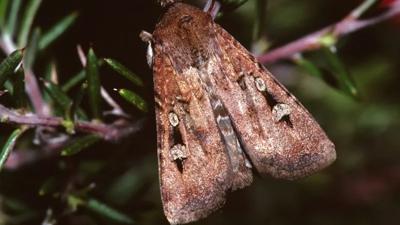 Bogong moth on branch, night, spring migration.