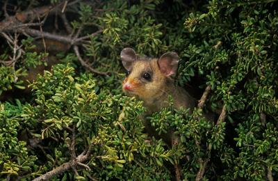 Mountain Pygmy Possum on rock, blurred background, header image.