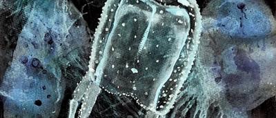 Box jellyfish, translucent bell, trailing tentacles, ocean background.