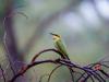 Rainbow bee-eater