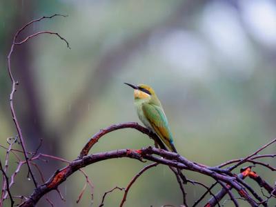 Rainbow bee-eater
