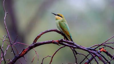 Rainbow bee-eater