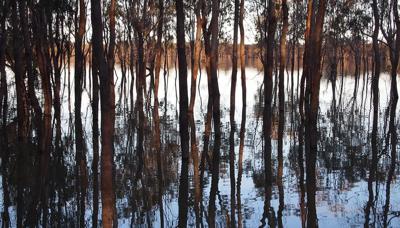 Trees lining a river, likely the Murray. Sunlight filters through foliage.