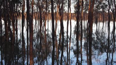 Trees lining a river, likely the Murray. Sunlight filters through foliage.