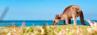 Wallaby in grassy field, head and shoulders visible.