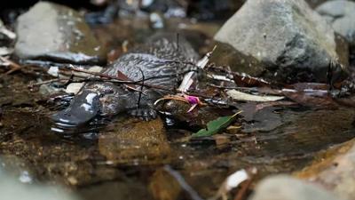 Platypus in water, Hobart, Tasmania.