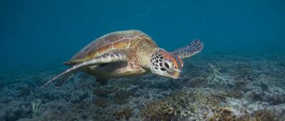Green turtle swimming - ACF trip with journalists to Heron Island on the Great Barrier Reef