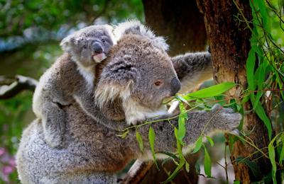 Koala and joey clinging to a tree branch, brown fur, grey bark, green leaves.